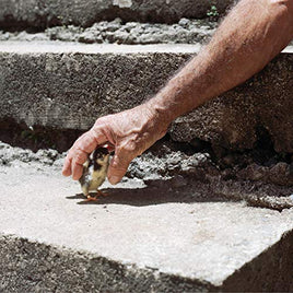 Big Thief Mythological Beauty ("CONCRETE" GRAY VINYL) - Vinyl