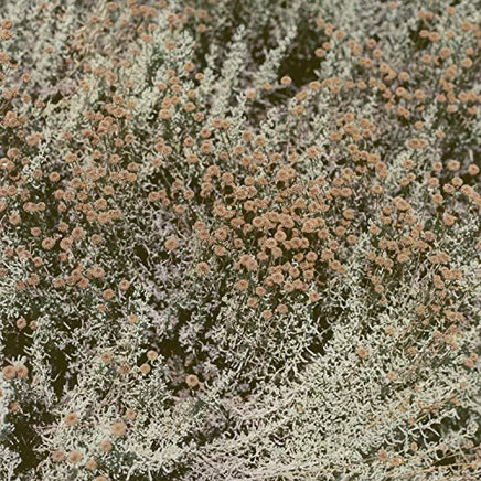 Loving If I Am Only My Thoughts - Vinyl