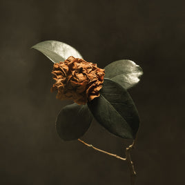 St. Paul & The Broken Bones Young Sick Camellia - Vinyl
