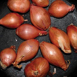 Ty Segall FRIED SHALLOTS - Vinyl
