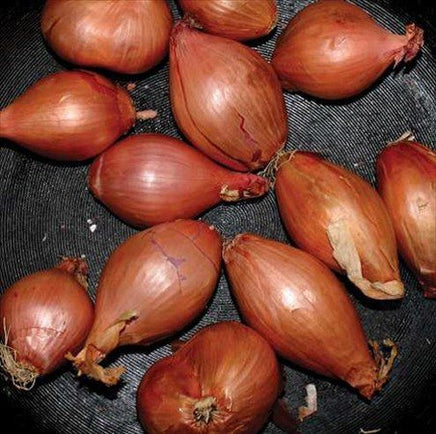 Ty Segall FRIED SHALLOTS - Vinyl