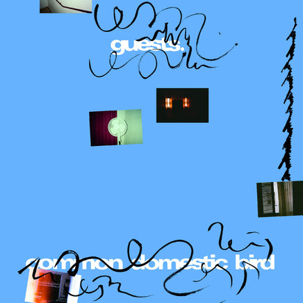 Guests Common Domestic Bird - Vinyl