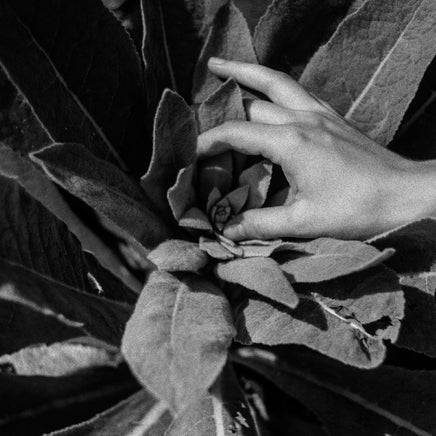 Nanook Of The North Heide (Indie Exclusive Silver Vinyl) - Vinyl