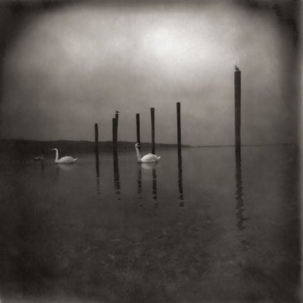 OM Conference Of The Birds - Vinyl